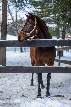 King Congie, Old Friends at Cabin Creek, Greenfield, NY, 2019
