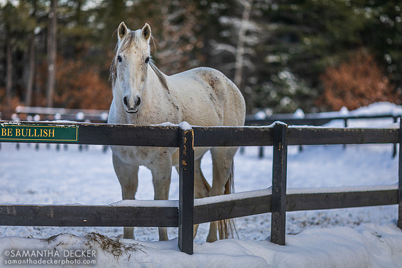Be Bullish, Old Friends at Cabin Creek, Greenfield, NY, 2019