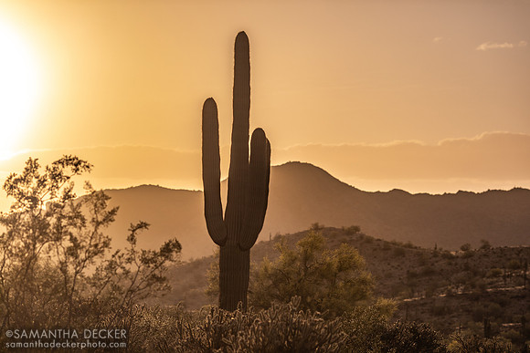 Saguaro Sunset, Mesa, Arizona