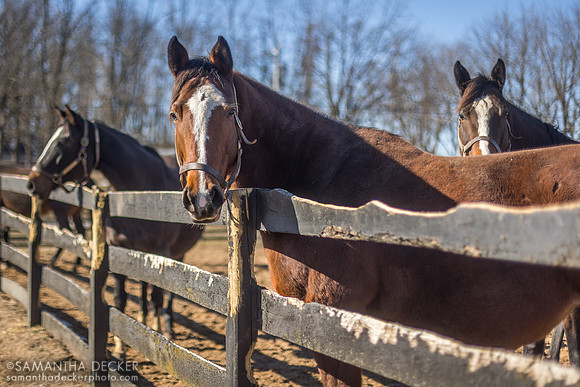 Broodmares, Mill Creek Farm, Stillwater, NY