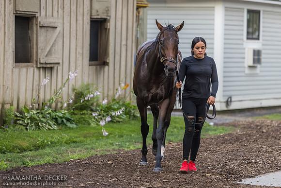 Munnys Gold, Pletcher barn