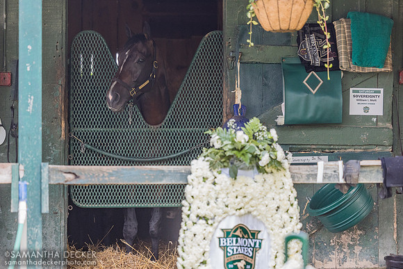 Sovereignty the morning after winning the 2025 Belmont Stakes