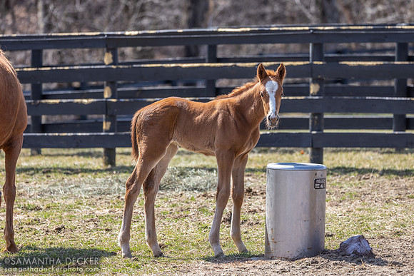 filly o/o Evening Primrose at 13 days old