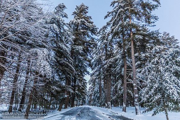 Avenue of the Pines at Dusk