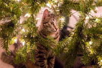 Franny in the Christmas Tree
