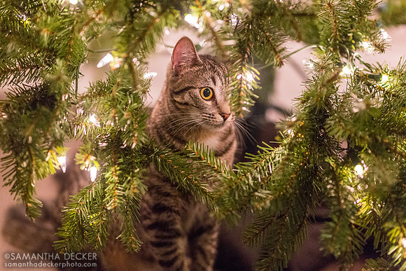 Franny in the Christmas Tree