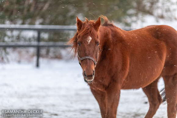 Commentator, Old Friends at Cabin Creek, 2022