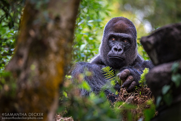 Gorilla, Pangani Forest Exploration Trail, Disney's Animal Kingdom