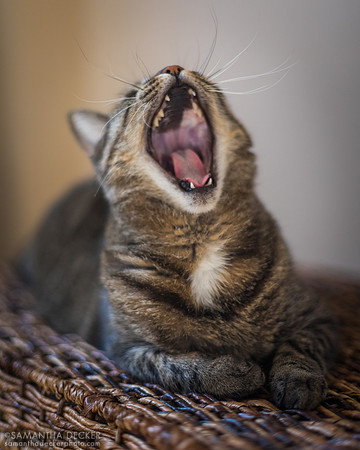 Fran