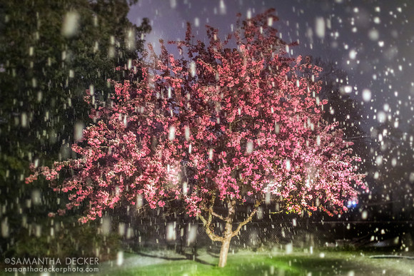Snow in May?!  Saratoga Springs, NY, 2020