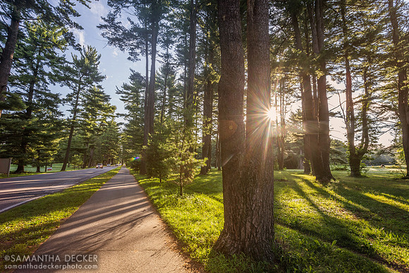 Early Morning at Avenue of the Pines, Saratoga Spa State Park
