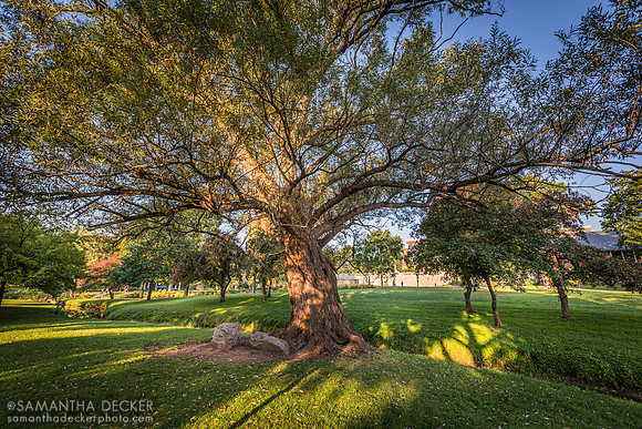 Congress Park Tree at Morning
