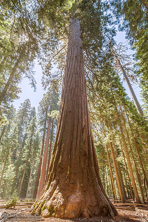 Mariposa Grove Tree, Yosemite National Park