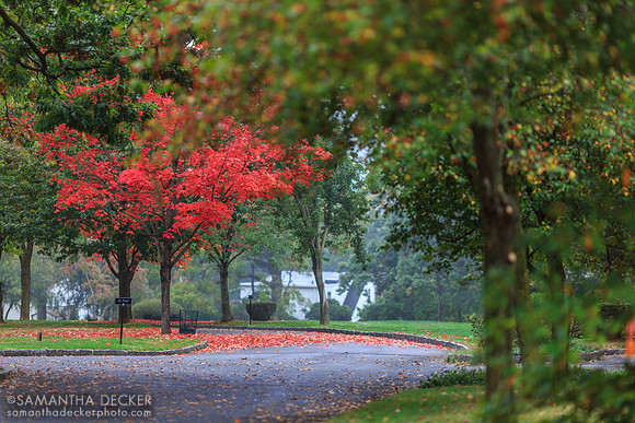 Ferncliff Cemetery, Hartsdale, NY