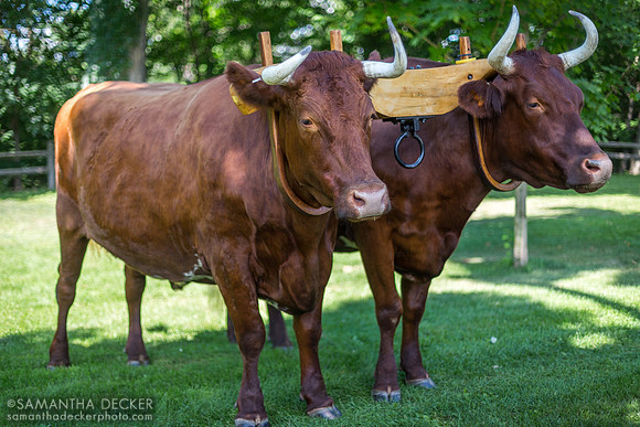 Oxen at 18th Century Day, Saratoga Battlefield, 2015