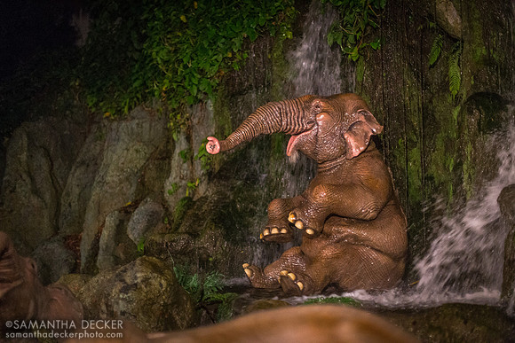 Jungle Cruise at Night, Magic Kingdom