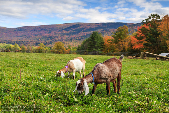 Goats, Hildene, Manchester, VT