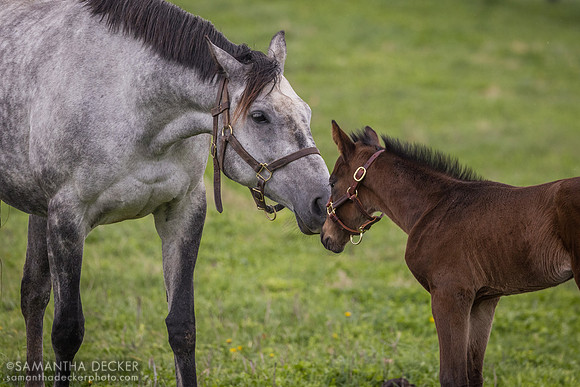 Arabian Gazelles and her 2024 Munnings colt, Airdrie Stud, Midway, KY