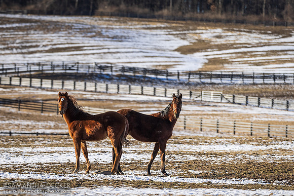 Yearlings, Irish Hill Century Farm, Stillwater, NY
