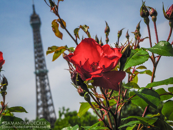 Rose in Front of the Eiffel Tower