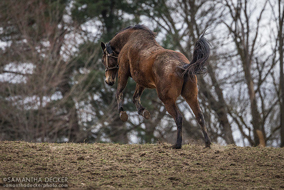 Hennyville, Mahoney Eden Manor, Saratoga Springs, NY