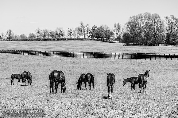 Stonestreet Farm, Lexington