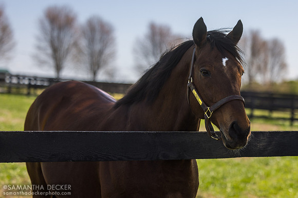 Big Brown, Old Friends, Georgetown, KY, 2025