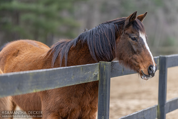 Watchem Smokey, Old Friends at Cabin Creek, Greenfield, NY