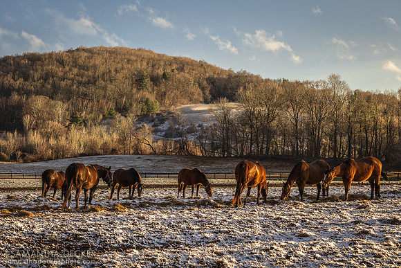 Broodmares, Irish Hill Century Farm, Stillwater, NY, 2024