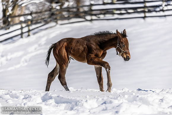 2024 Warrior's Charge filly out of Qualifying, Mahoney Eden Manor, Saratoga Springs, NY