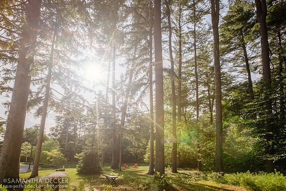 The Grove's wooded area