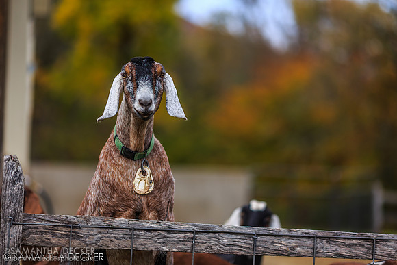 Goats at Hildene Farms, Manchester, VT