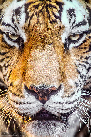 Tiger, Maharajah Jungle Trek, Disney's Animal Kingdom