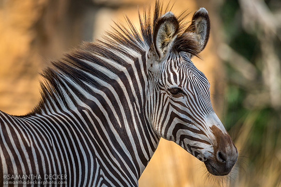 Zebra, Disney's Animal Kingdom, Walt Disney World