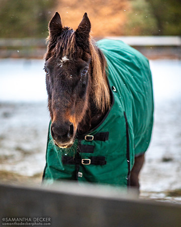 Zippy Chippy, Old Friends at Cabin Creek, Greenfield, NY, 2022