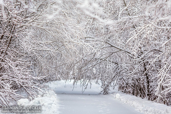 Spring Run Trail in Winter