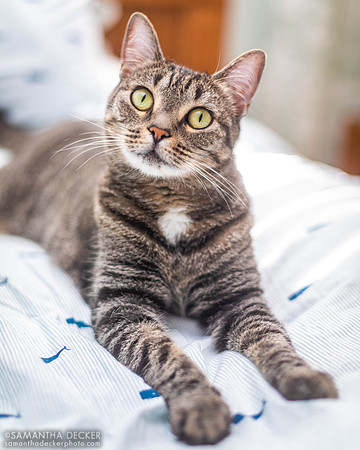 Franny the Cat