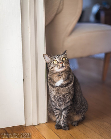Franny the Cat