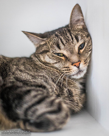 Franny the Cat