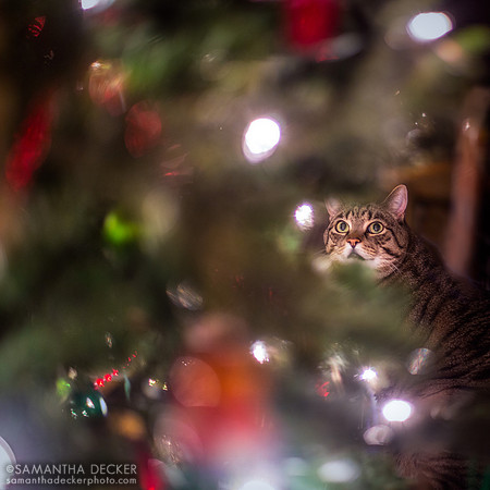 Casey Admiring the Christmas Tree