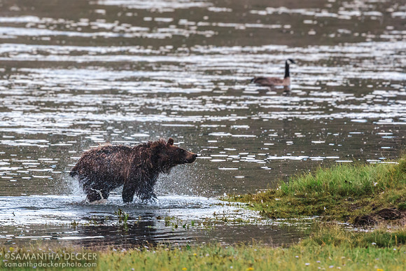 Grizzly Bear Cub Shakes It Off