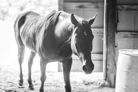 Frankie in Monochrome