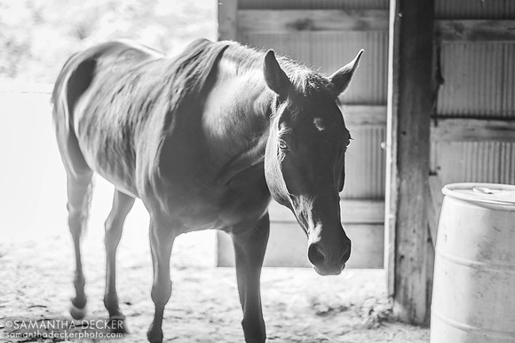 Frankie in Monochrome