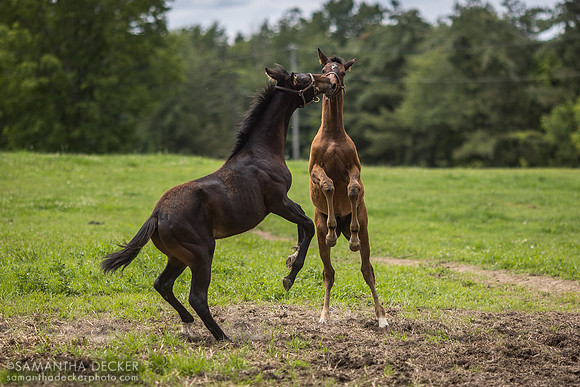 Independence Hall colt out of Seascape King for a Day colt out of Dinner for Two, Mahoney Eden Manor,