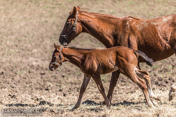Miss Munnings and Always Grateful (2022 Always Dreaming colt), Mahoney Eden Manor