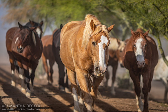 Horses on Their Morning Run, Rancho de los Caballeros, Wickenburg, AZ