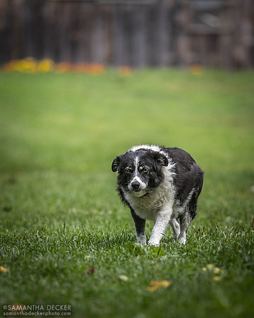 Chloe, Nipper Knolls Equine Center, Granville, NY