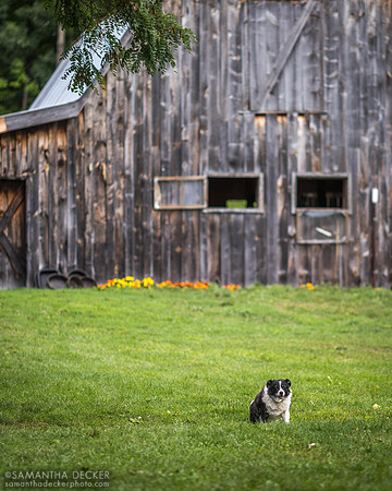 Chloe, Nipper Knolls Equine Center, Granville, NY
