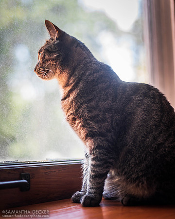 Franny the Cat