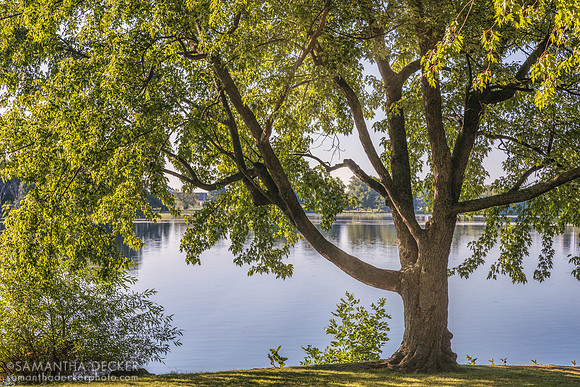 A Tree by the River, Fairmont le Château Montebello, QC